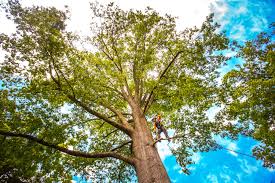 Best Emergency Tree Removal  in USA